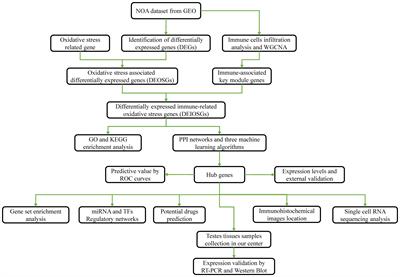 Identification and validation of SHC1 and FGFR1 as novel immune-related oxidative stress biomarkers of non-obstructive azoospermia